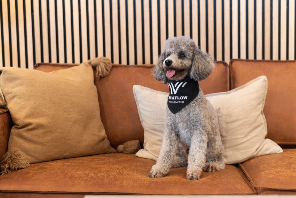 Ein Hund frisst im Büro von Workflow Coworking in Leipzig