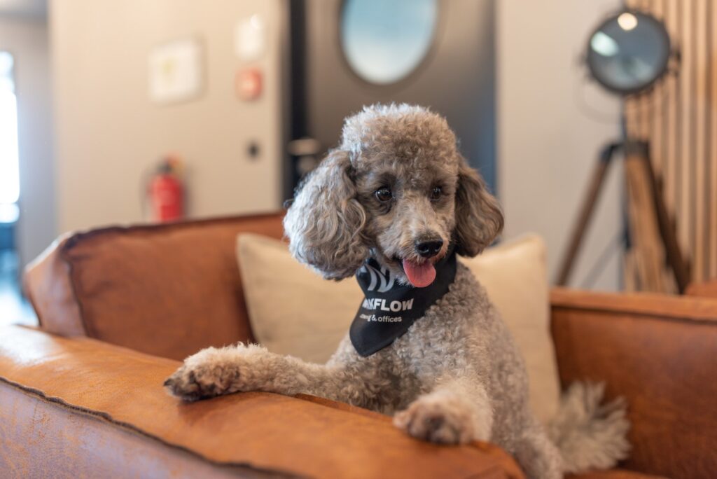 Ein Hund sitzt im Büro von Workflow Coworking in Leipzig
