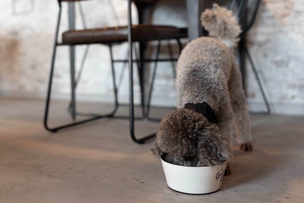 Ein Hund frisst im Büro von Workflow Coworking in Leipzig